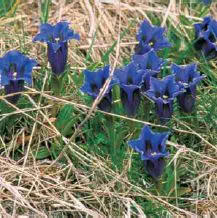 Gentiana kochiana